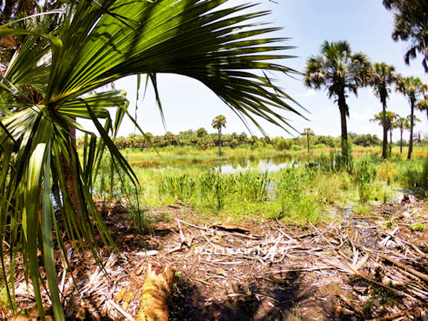 How to improve the value of wetlands